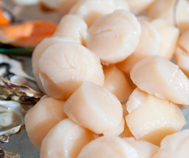 Scallops - Codman