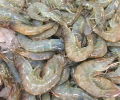 Shell on Shrimp from Louisiana
