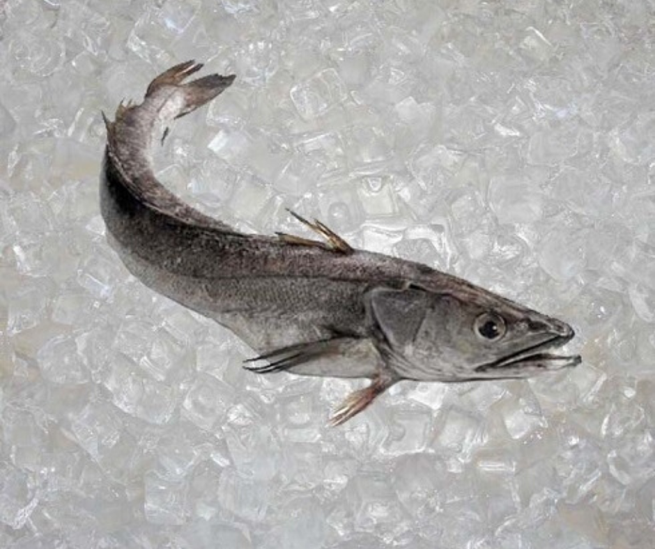 Affirm Fish Fish Shares | Cape Ann Fresh Catch